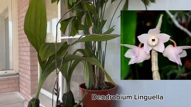Моя коллекция растений (dendrobium, lycaste, gymnocalycium, albuca, calathea). Часть 2 смотреть онлайн