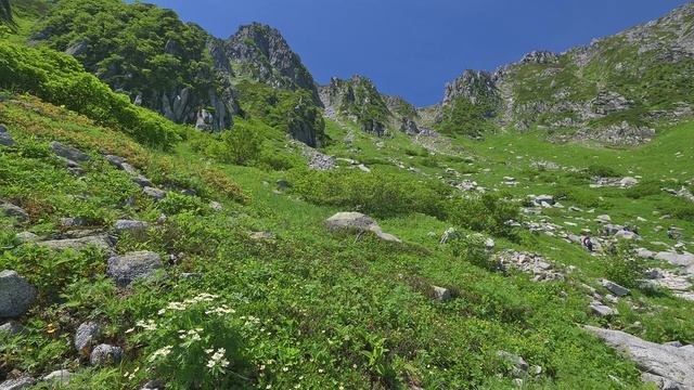 【風景動画】千畳敷カールの花々【8K30P】 смотреть онлайн
