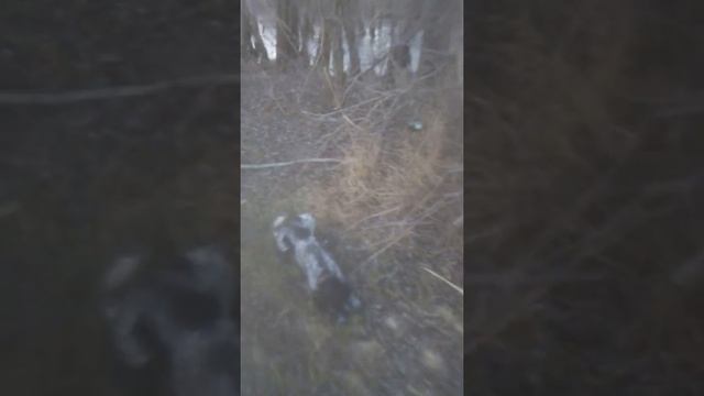 Дратхаар хантер смотреть онлайн