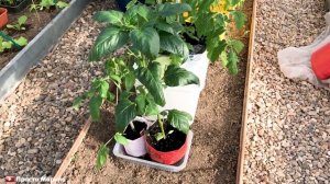 Когда высаживать рассаду томатов в теплицу.