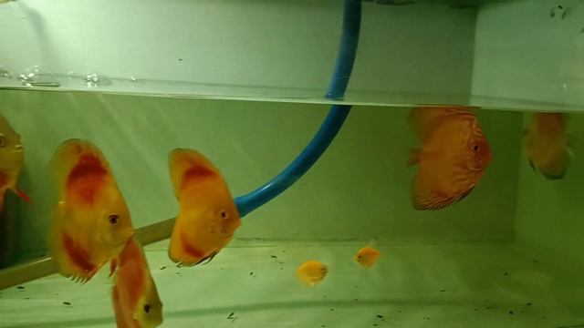 HB & Round discus 3" смотреть онлайн