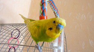 ВЕСЕЛЫЙ ВОЛНИСТЫЙ ПОПУГАЙ ТОША НА СВОБОДЕ  ▶️ ЛИНЬКА У ПОПУГАЯ ▶️ зеленый попугайчик TV