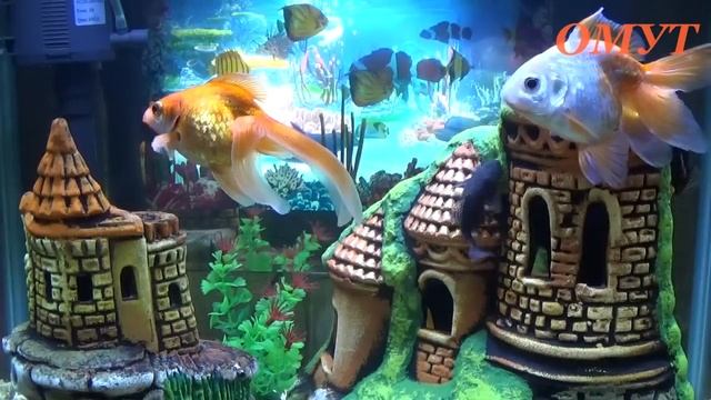 266.УБИРАЕМ САМОСГЛАЗ И ЛЁГКУЮ ПОРЧУ