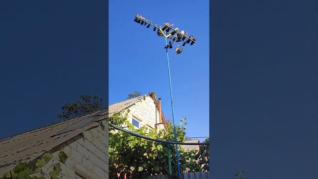 Николаевские голуби Донбасса, г.Балта. Племенной сезон закрыт. 0955013494 смотреть онлайн