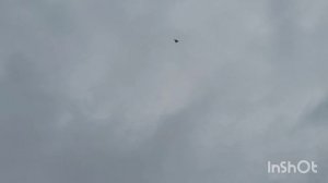 голуби Сергея , город Новоалександровск Ставропольский край.