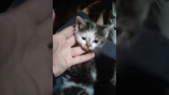 Котики тройняшки. Мы не смогли их разлучить или бросить. смотреть онлайн