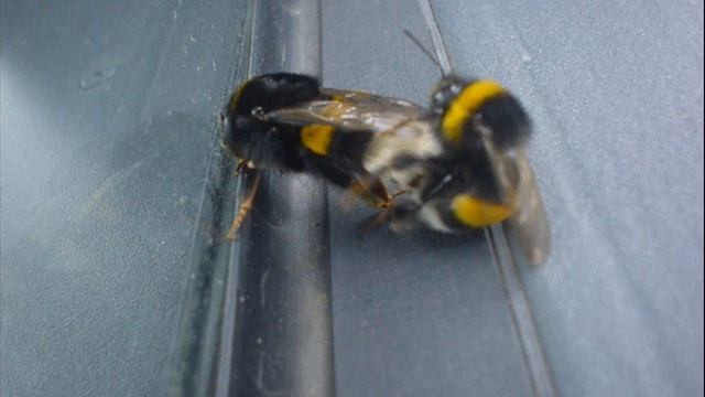 Hummelflug (: смотреть онлайн