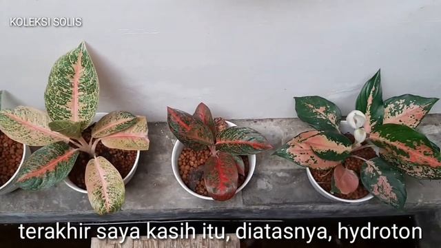 ANGGREK - AGLAONEMA - TANAMAN HIAS RATU dan RATU смотреть онлайн