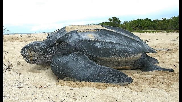 Tortuga laud gigante смотреть онлайн