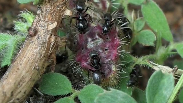 Myrmécophilie : Tapinoma nigerrimum attirée par la chenille de Tomares ballus. смотреть онлайн