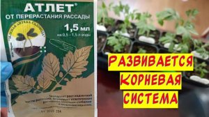 Уход за рассадой и подкормка Атлетом