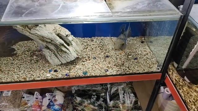 ДВА БАНДИТА смотреть онлайн