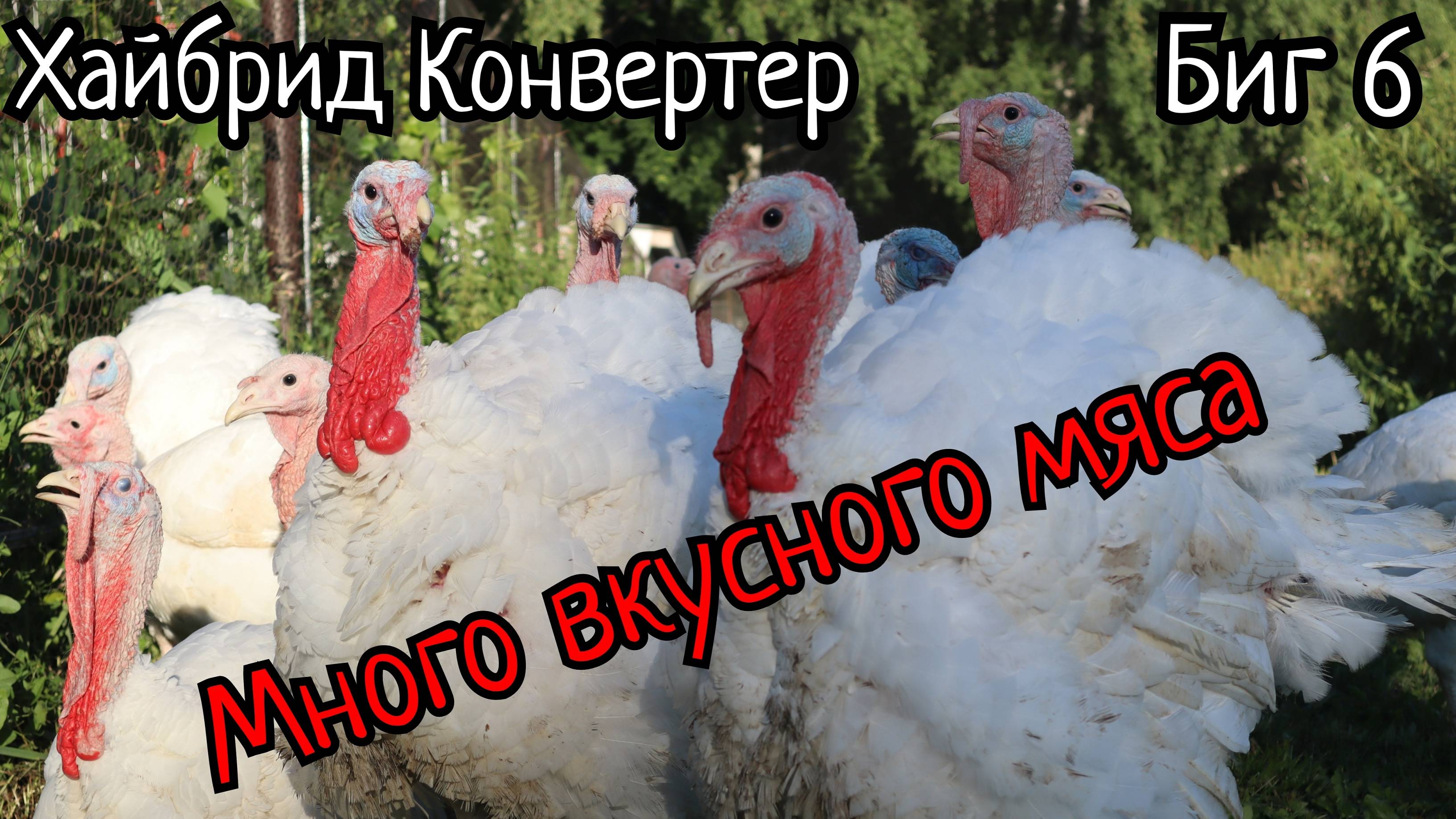 Что такое бройлерная индейка? Забойные веса. смотреть онлайн