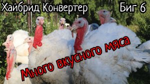 Что такое бройлерная индейка? Забойные веса.