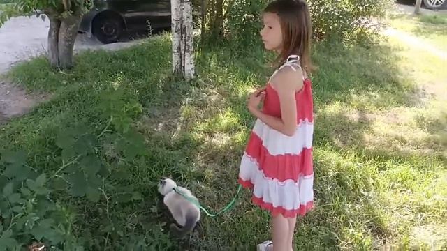 Кошка на поводке смотреть онлайн