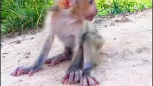 Так ведет себя новорожденный макашонок, брошенный, оставленный   1000043915.mp4