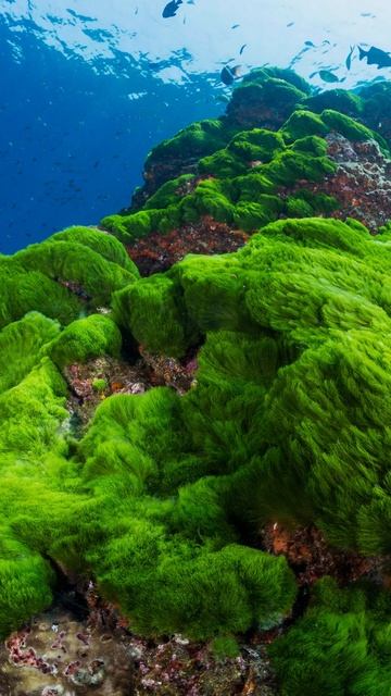 The Oxygenating Power of Algae in Aquatic Ecosystems смотреть онлайн