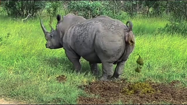 носорог срёт под дабстеп, но это 4К! смотреть онлайн