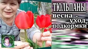 Чем подкормить тюльпаны весной  Как получить крупный бокал на тюльпанах