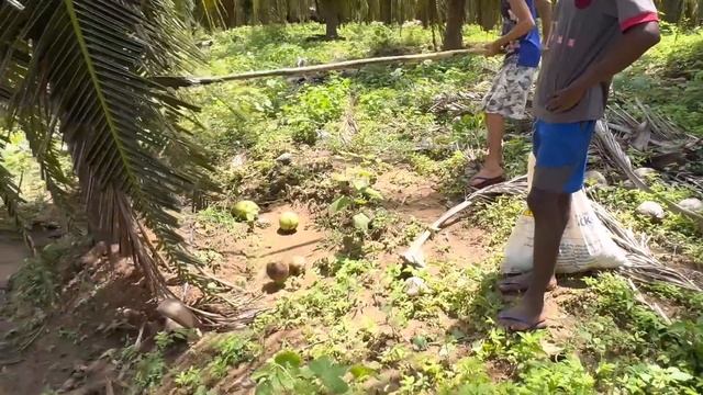 BRUTINHO ENTRA EM PLANTAÇÃO DE COCO E O DONO PEGA REV0LV€R смотреть онлайн