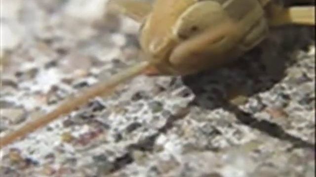 LAPLATACRIS DISPAR смотреть онлайн