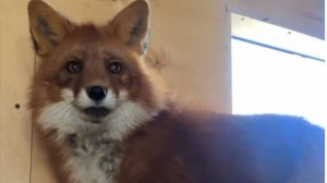 Алиса-лиса. Алиса укусила Игниса за лапу