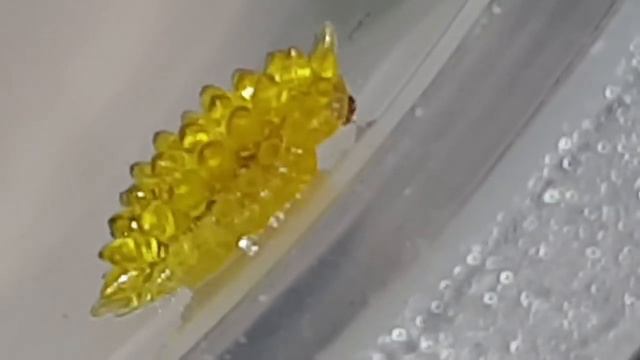 Unique Caterpillar || ViralHog смотреть онлайн