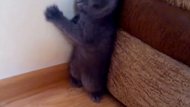 Какай дурак мне эту прищепку прицепил? смотреть онлайн