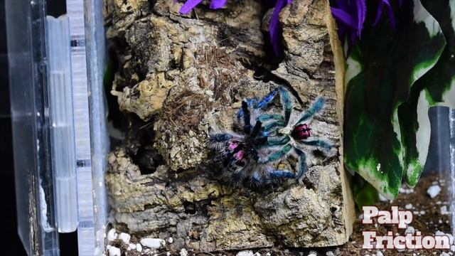 First successful US breeding of Typhochlaena seladonia смотреть онлайн