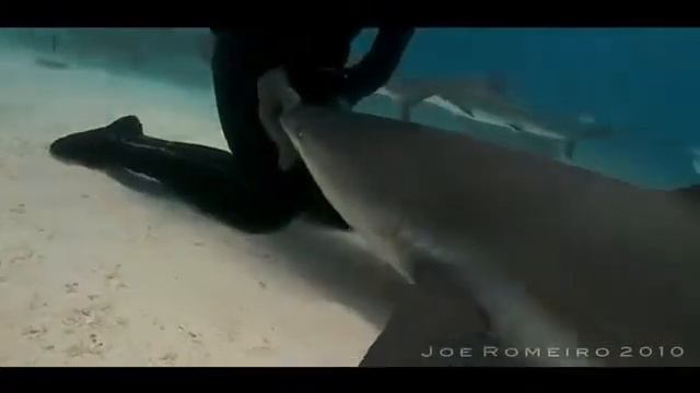 акула под гипнозом