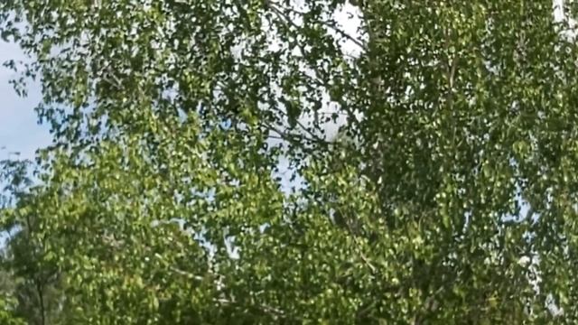 Скворец Жорик на свободе! 25 05 20 г смотреть онлайн