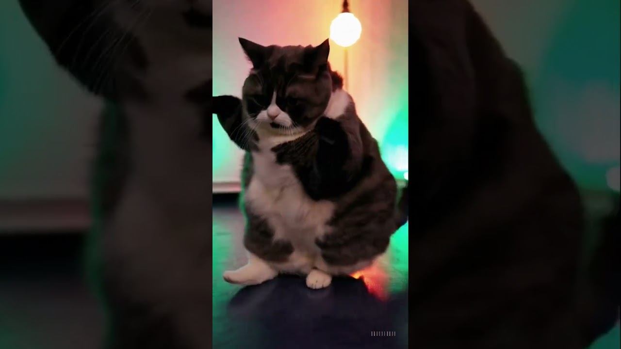 Fluffy Belly Dance Moves смотреть онлайн