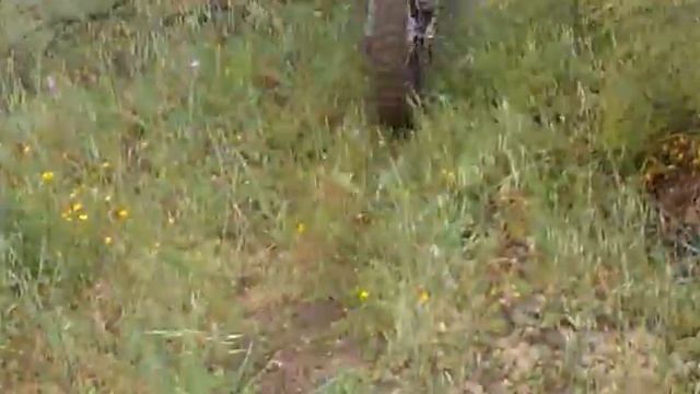 tio manolo corgado con la orion 250.mp4 смотреть онлайн