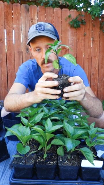 Why We Plant Peppers A Little Bit Deeper
