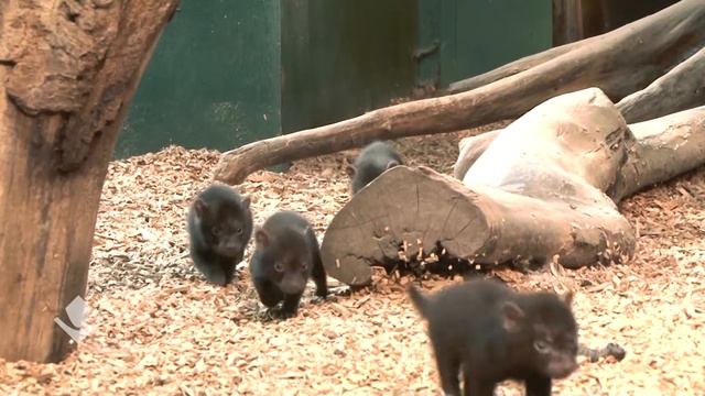 Bush dog's cubs. Щенки кустарниковой собаки смотреть онлайн