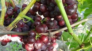 Виноград Дарвика 2020