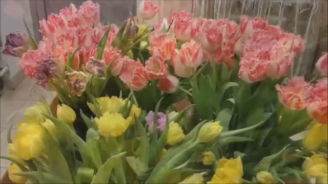 Букеты тюльпанов смотреть онлайн