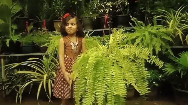 5 items of fern😍 | indoor | outdoor | hanging | malayalam | mushrifa home garden💚 смотреть онлайн