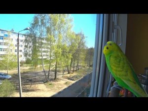 ВЕСЕЛОЕ и РАДОСТНОЕ ПЕНИЕ волнистого ПОПУГАЯ ▶️ УТРО ПОПУГАЯ ТОШИ ▶️ зеленый попугайчик TV