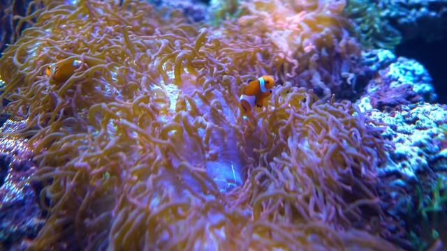 Majestic Animals — The Clownfish смотреть онлайн