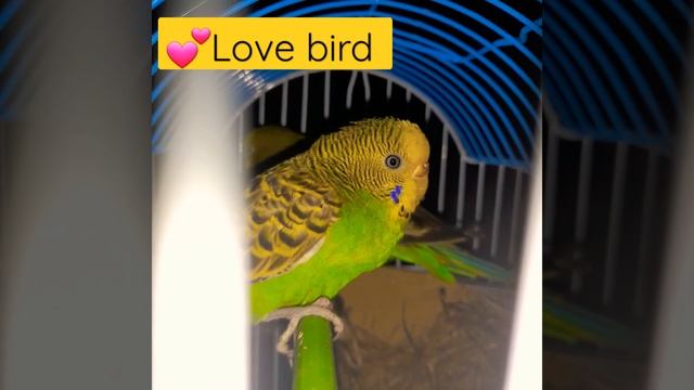 love bird смотреть онлайн