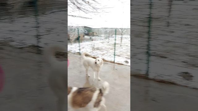 Ташкент. В приюте кормежка. смотреть онлайн