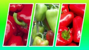 Перец Снежок