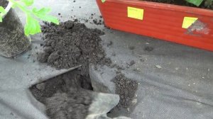 «СУХОЙ» способ посадки томатов. Воды совсем не нужно!