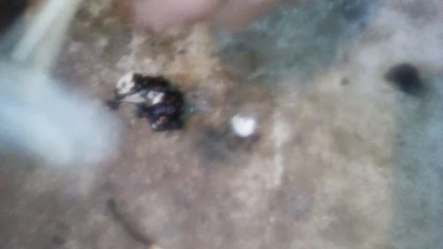 Поджигаем зефир вату и ручку смотреть онлайн