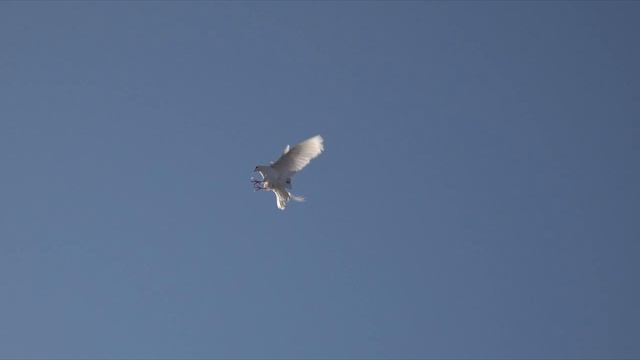 Старт голубей у Коротких А.А. смотреть онлайн