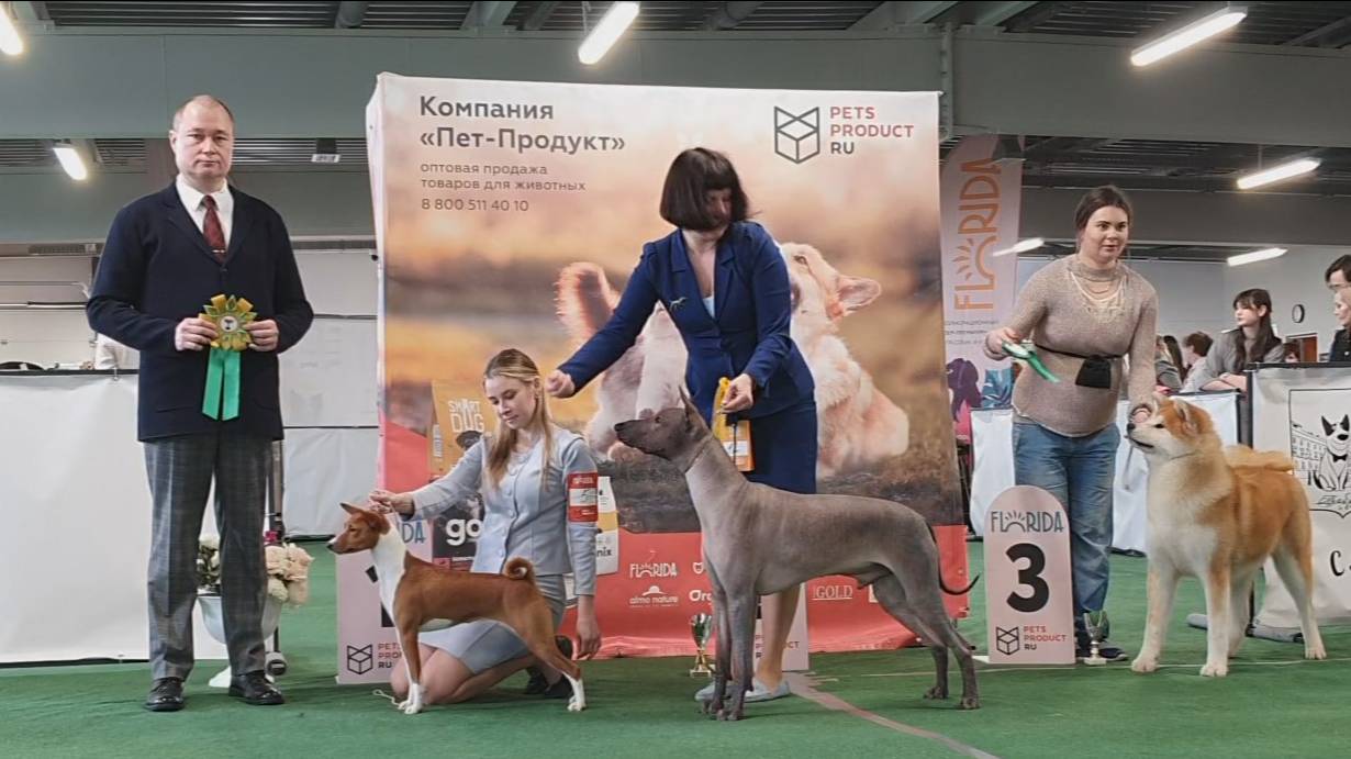 29.03.2025, СПб. Клуб "Северная Пальмира" (РКФ, РФСС). Выставка собак САС 5 группы FCI смотреть онлайн