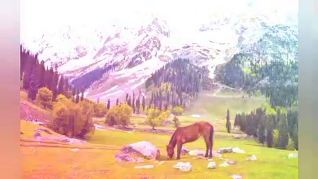 loli la lie be ha lal navtho Manzoor shah new kashmiri song смотреть онлайн