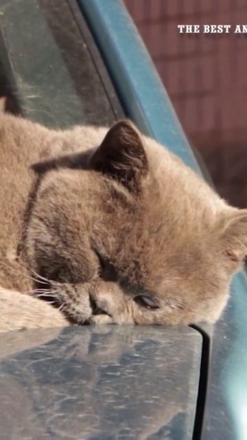 Cute animals and good music N7 Милые животные и хорошая музыка Милі тварини та гарна музика смотреть онлайн