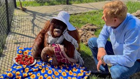 Да, таких кадров Я НЕ ВИДЕЛА! Олег Зубков просит орангутана Дану дать ему клубни смотреть онлайн